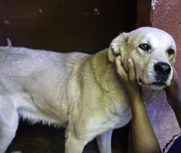istock Dogs in cages 915787396