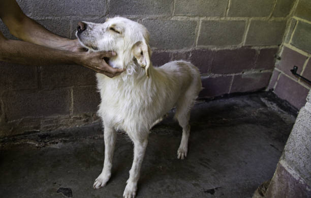 istock Dogs in cages 915787402