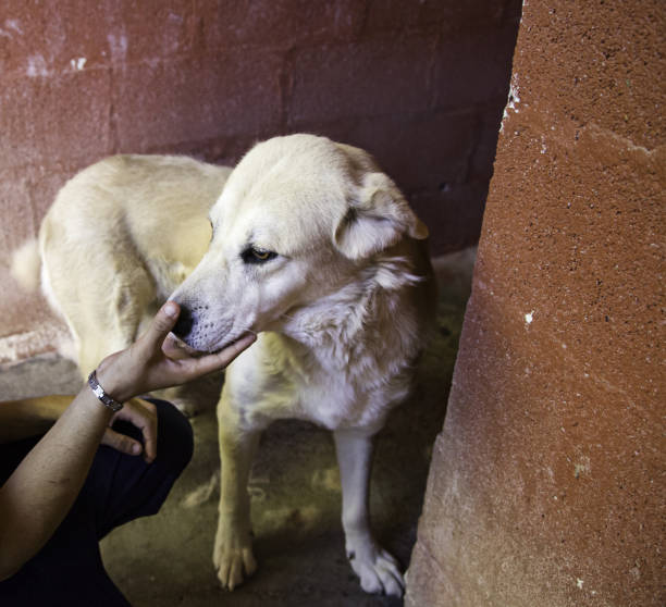istock Dogs in cages 915787408