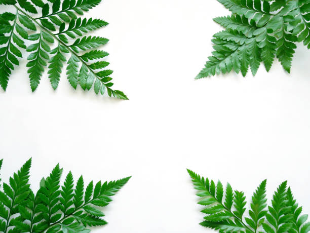 istock Green fern leaves frame 915787798