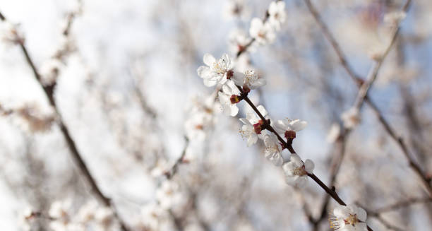 istock flowers on the tree in nature 915788360