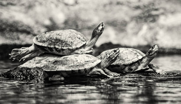 istock Turtles are heated on the stone, colorless 915788580