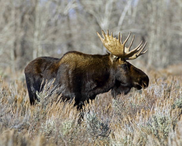 istock Adult Bull Moose 915788878
