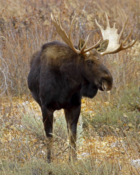 istock Adult Bull Moose 915788988
