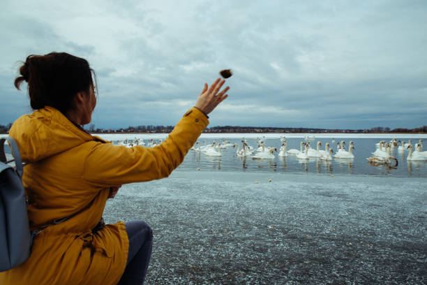 istock woman feed swans on winter lake 915788992