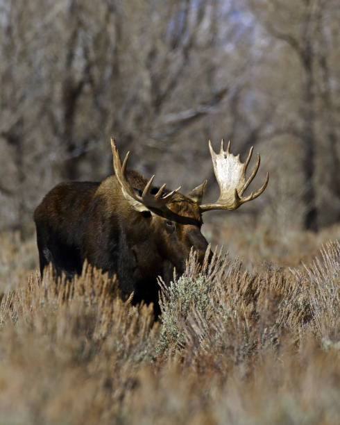 istock Adult Bull Moose 915789066