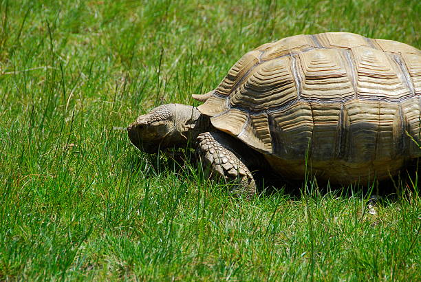 Tortoise in the grass on sunny day stock photo