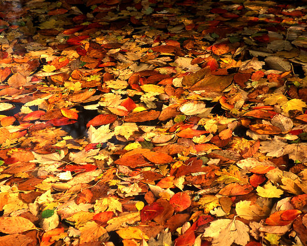 istock Autumn Leaves in Pond 91579052