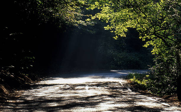 estrada através de árvores de outono. surrey. inglaterra - lane sunlight sunbeam plant - fotografias e filmes do acervo