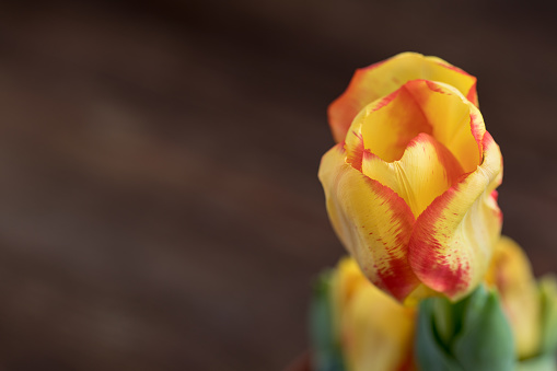 Red and yellow tulip.Spring holadays background postcard concept. Isolated. With a copyspace