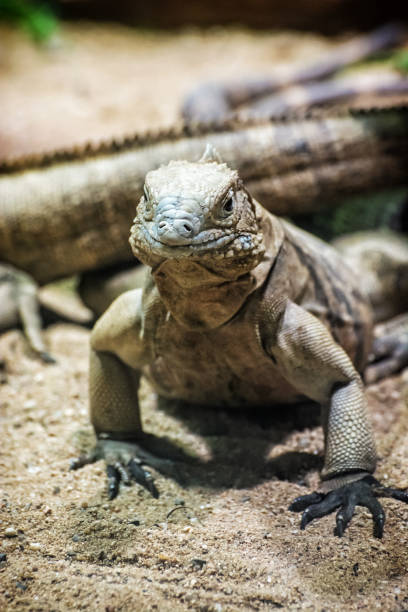 istock Cuban rock iguana - Cyclura nubile, lizard scene 915792140