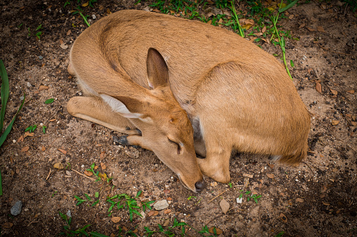 deer sleeping on the ground with rock and leaf