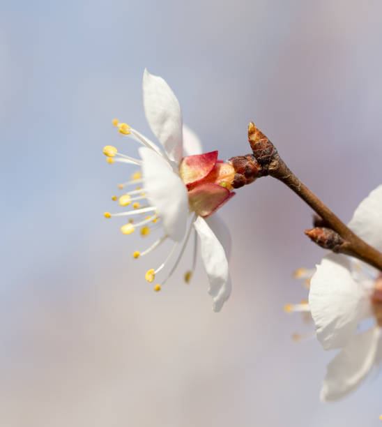 istock flowers on the tree against the blue sky 915792350