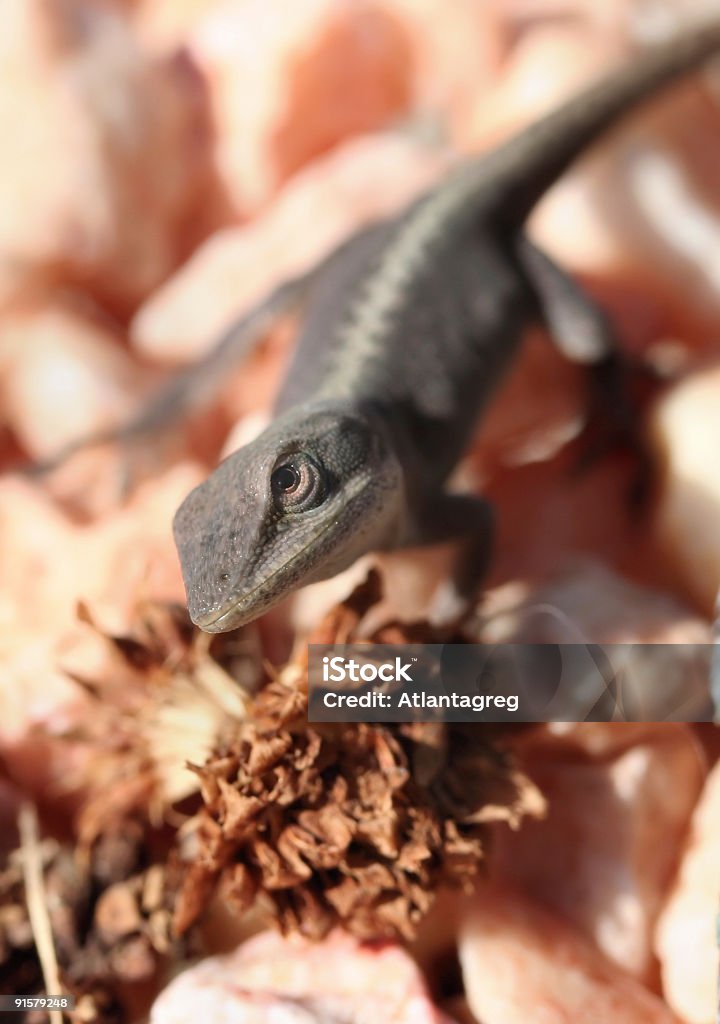 Cautious Lizard  Animal Scale Stock Photo