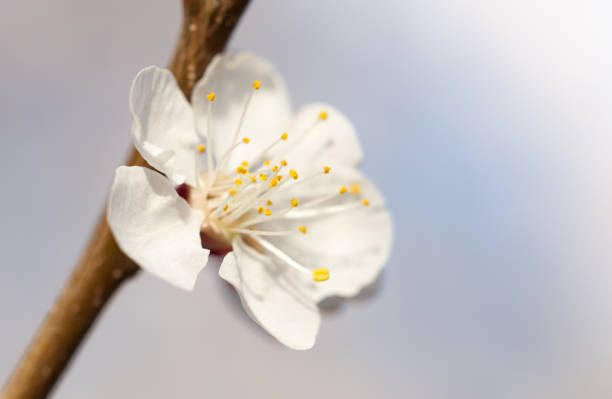 istock flowers on the tree in nature 915792504