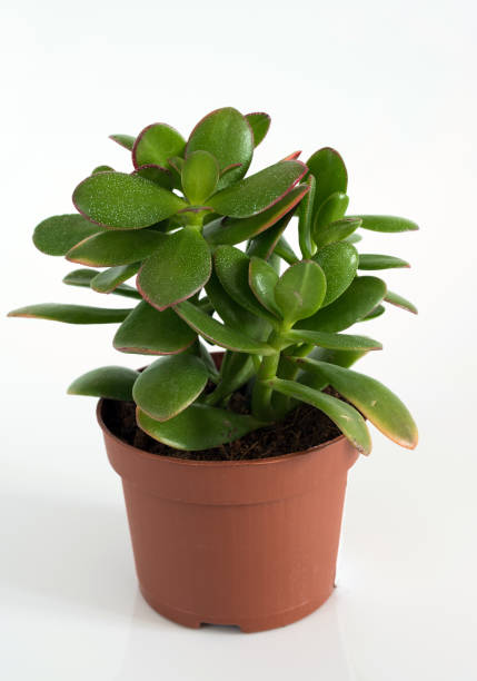 istock Crassula in pot on white background 915792676