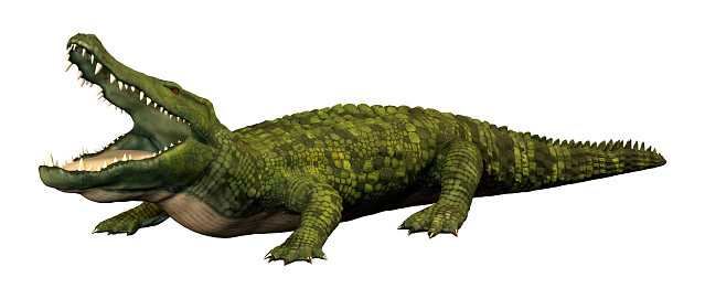 3D rendering of a green crocodile isolated on white background