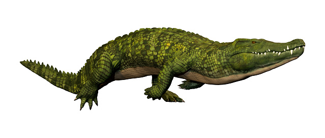 3D rendering of a green crocodile isolated on white background