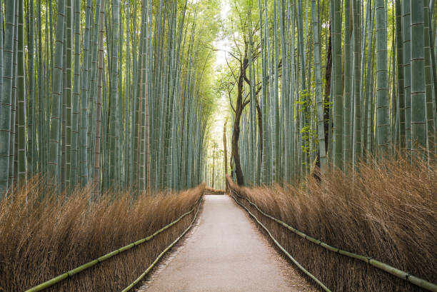 istock Bamboo grove in Kyoto 915795558