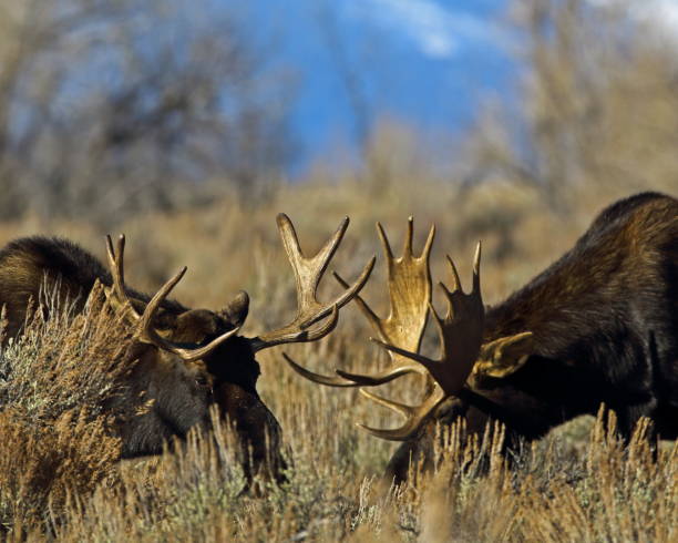 istock Two Adult Bull Moose 915795788