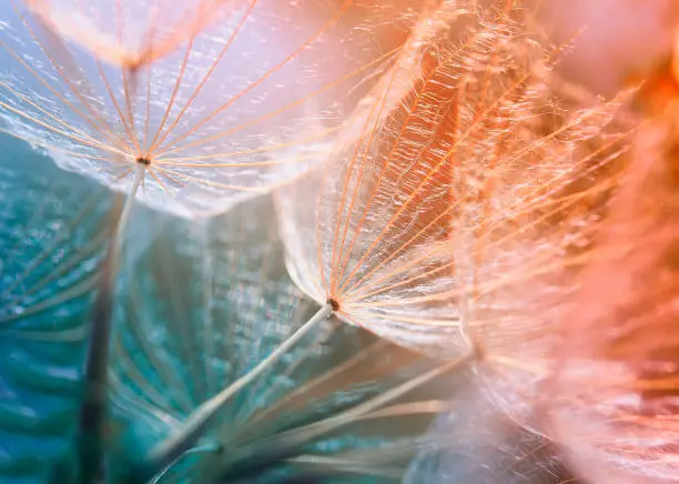 Photo of gentle aerial dandelion flower seeds grow on a bright meadow and stretch to the sun