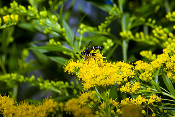istock Wasp at the yellow flowers 91579887