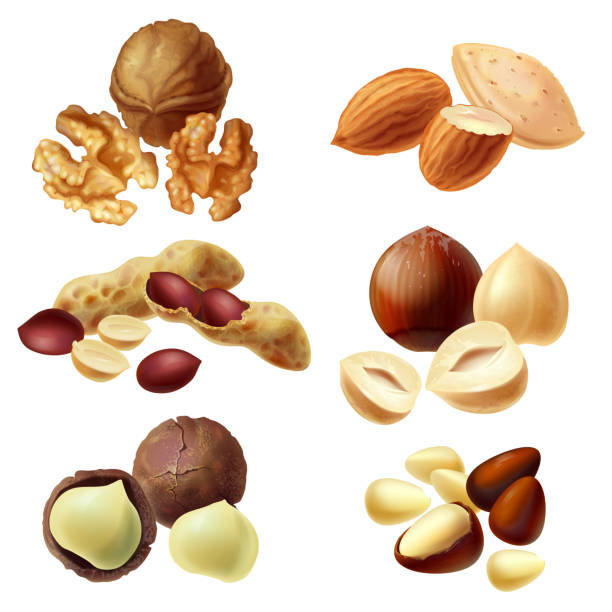 vektor-3d realistische reihe von verschiedenen nüssen - walnut nut nutshell peanut stock-grafiken, -clipart, -cartoons und -symbole