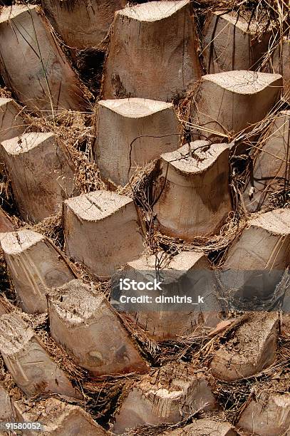 Dłoń Pień Drzewa - zdjęcia stockowe i więcej obrazów Abstrakcja - Abstrakcja, Bez ludzi, Bliskie zbliżenie