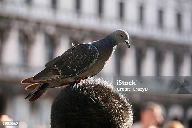 Venecia Foto de stock y más banco de imágenes de Aire libre - Aire libre, Paloma torcaz - Ave, Personas