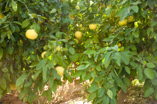 Close up of a ripe lemon on the tree with green background