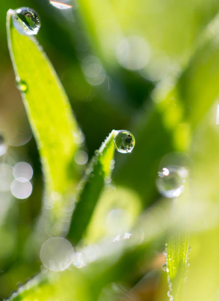 istock drops of dew on the green grass 915803120