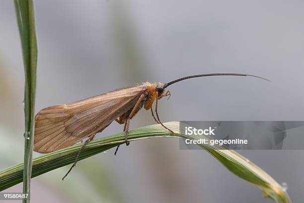 Caddisfly Trichoptera Stockfoto und mehr Bilder von Köcherfliege - Köcherfliege, Zweiflügler, Blatt - Pflanzenbestandteile