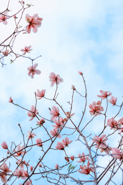 istock Pink magnolia blossom 915806662
