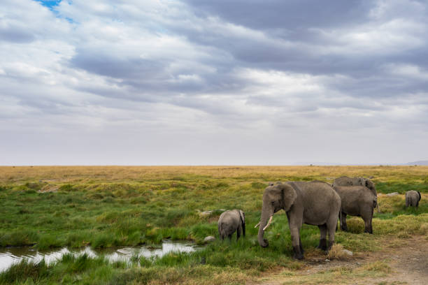 istock Scenery and Wildlife in Tanzania - Elephant 915813436