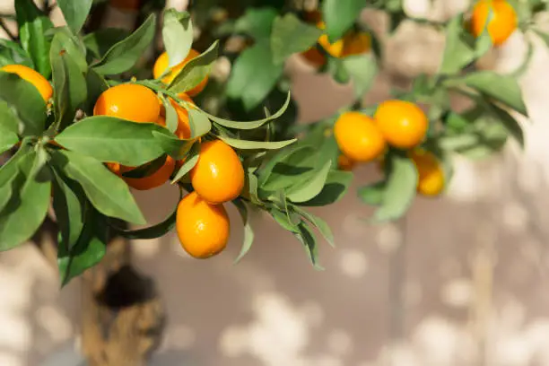 Close-up of kumquat fruit on tree - a small kumquat bush in a pot on a garden terrace.