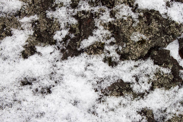 istock Background texture of the bark 915818616