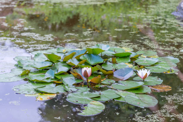 istock Water lily blooms in the pond. 915819562
