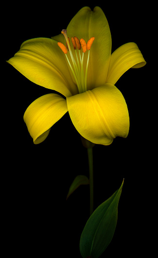 Yellow lily isolated against a black background. Background is pure black so that it can be extended to add copy.