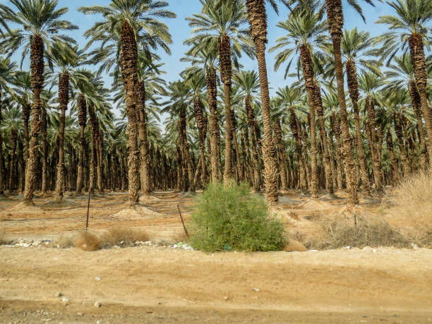 istock Palm cultivation, Near Jericho, Israel. 915822818