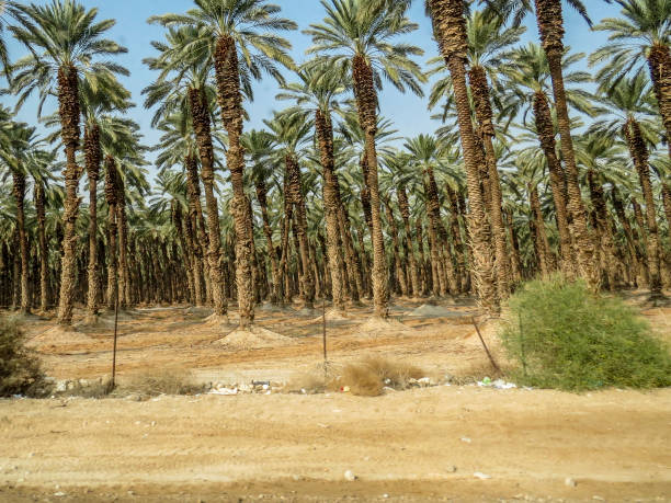 istock Palm cultivation, Near Jericho, Israel. 915823056