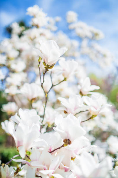 春パークで白モクレンが咲いてください。花の背景 - sunlight flower magnolia flower head ストックフォトと画像