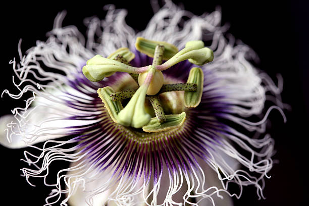 passion flower stock photo