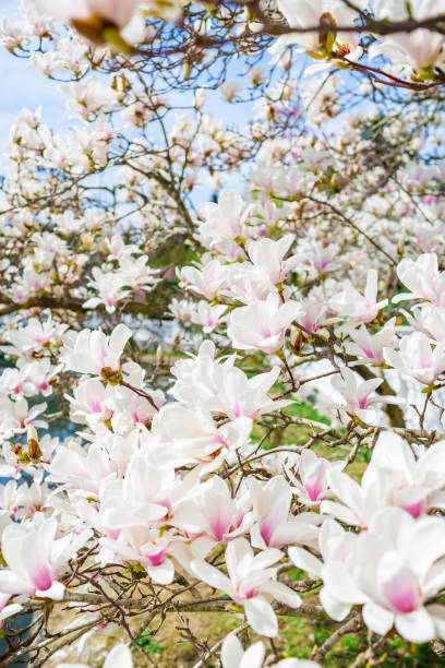 公園の花白モクレン。春の花 - sunlight flower magnolia flower head ストックフォトと画像