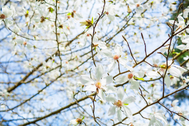 白木蓮が咲き始めました。白い木の花。花の背景 - sunlight flower magnolia flower head ストックフォトと画像