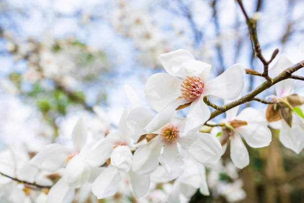 公園の花白モクレン。花の背景。 - sunlight flower magnolia flower head ストックフォトと画像