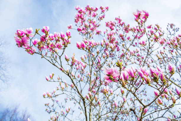 紫のモクレンが咲いてください。木の美しい春ピンクの花。花の背景 - sunlight flower magnolia flower head ストックフォトと画像