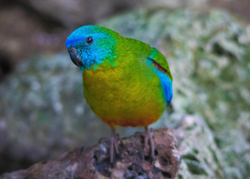 The turquoise parrot (Neophema pulchella) is a species of parrot in the genus Neophema native to Eastern Australia, from southeastern Queensland, through New South Wales and into North-Eastern Victoria. It was described by George Shaw in 1792. A small lightly built parrot at around 20 cm (8 in) long and 40 g (1 1⁄2 oz) in weight, it exhibits sexual dimorphism. The male is predominantly green with more yellowish underparts and a bright turquoise blue face. Its wings are predominantly blue with red shoulders. The female is generally duller and paler, with a pale green breast and yellow belly, and lacks the red wing patch.