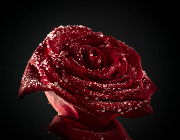 istock Rose in frosted ice drops close-up on a black background 915827520