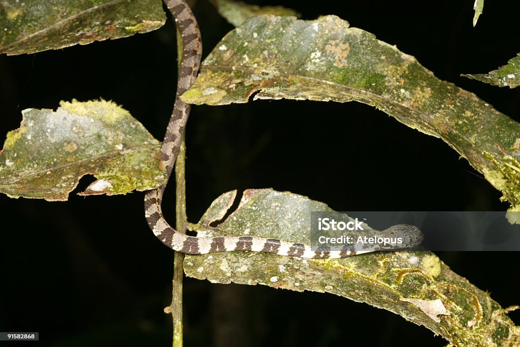Grande chiocciola-mangiare Testa di serpente (Dipsas Gli utili indicatori - Foto stock royalty-free di Ambientazione esterna