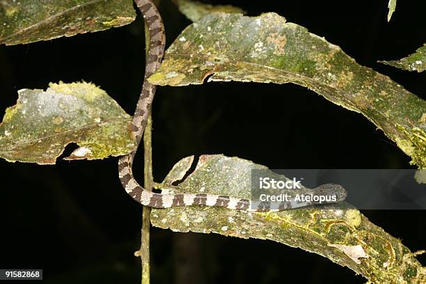 Grande Chiocciolamangiare Testa Di Serpente Dipsas Gli Utili Indicatori - Fotografie stock e altre immagini di Ambientazione esterna